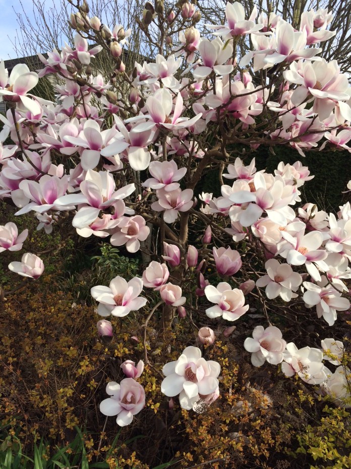 Magnolia blossoms 2016 medium.jpg